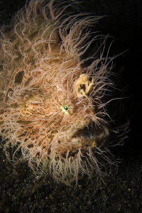 TOUSLED

Hairy Frogfish by Jörg Menge 